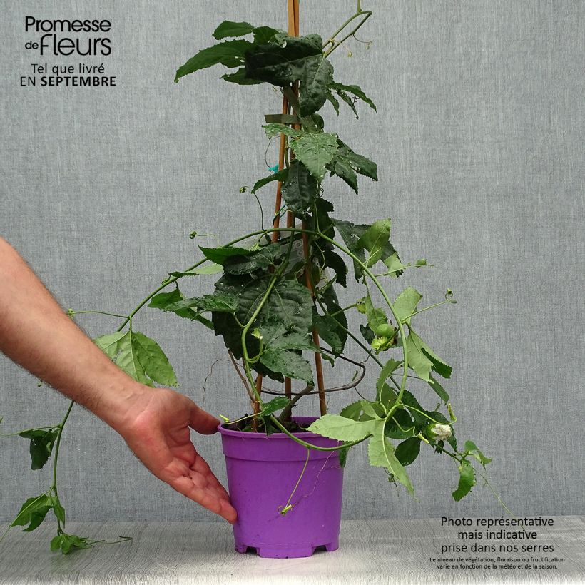 Passiflora Byron Beauty- Passion Flower 2L/3L pot sample as delivered in autumn