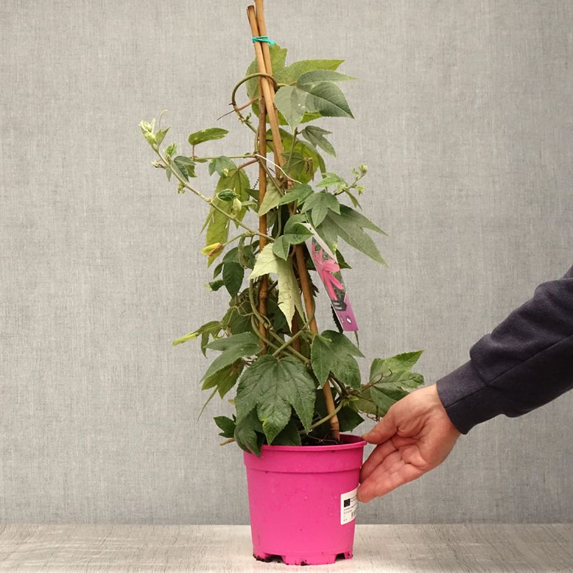 Passiflora Pink Passion- Passion Flower 2L/3L pot sample as delivered in summer