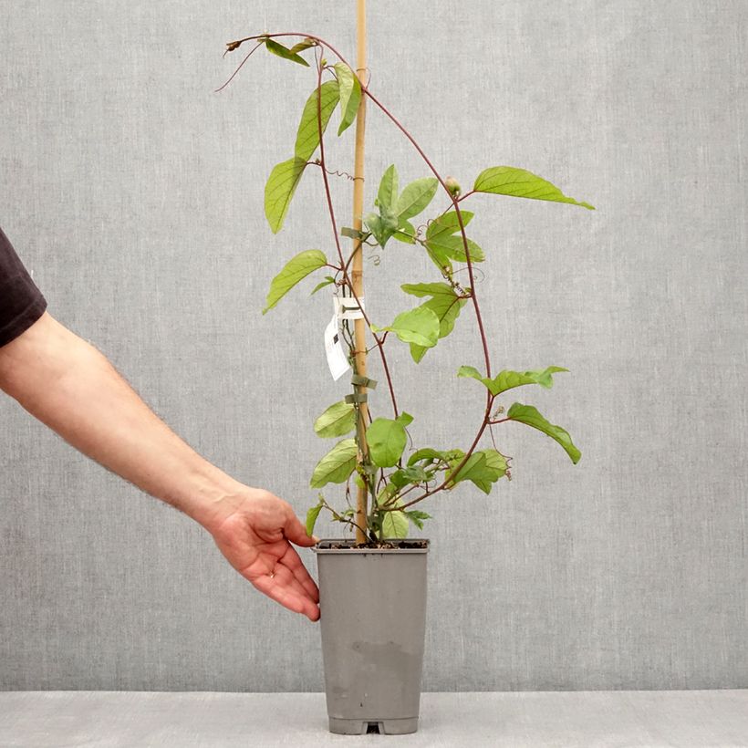 Passiflora Eugenie- Passion Flower 3L/4L pot sample as delivered in spring