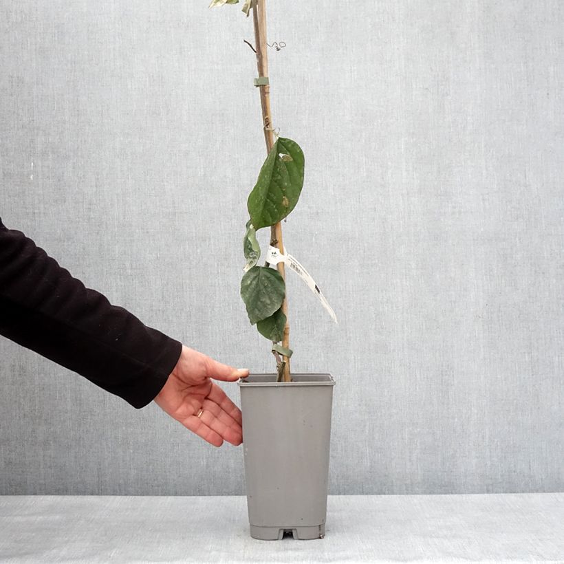 Passiflora quadrangularis 3L/4L pot sample as delivered in winter