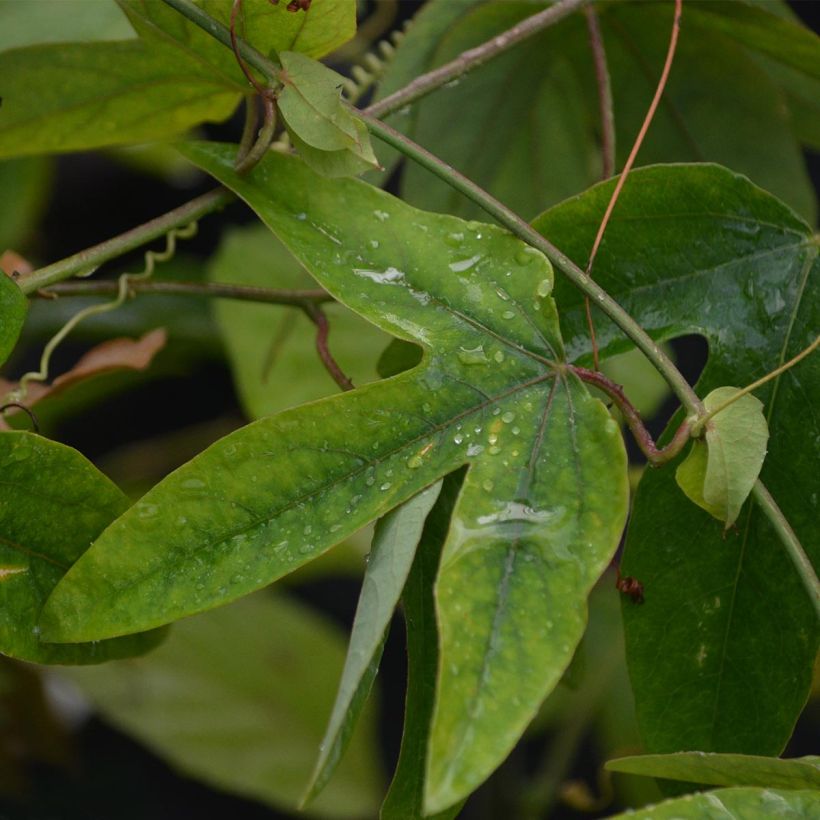 Passiflora Victoria- Passion Flower (Foliage)