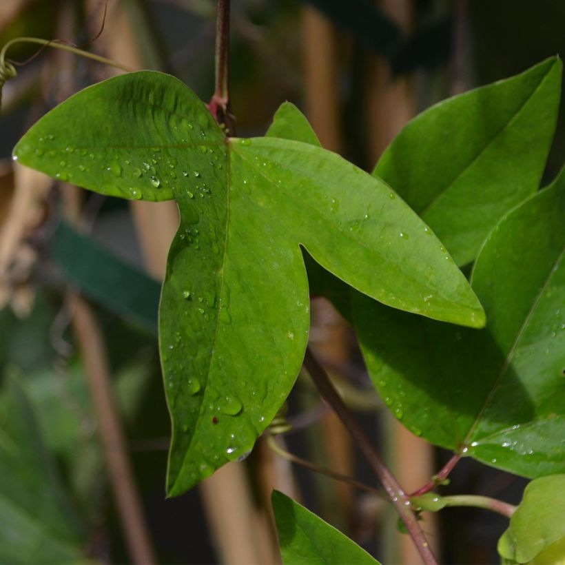 Passiflora Perfume Passion- Passion Flower (Foliage)