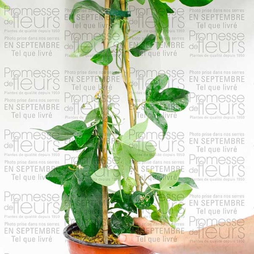 Example of Passiflora x belotii Perfume Passion cov - Passion flower 2L/3L pot specimen as delivered