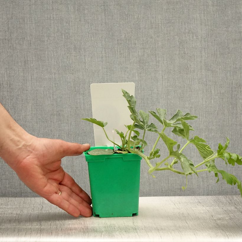 Grafted Watermelon Ingrid F1 Plants - Citrullus lanatus 10cm/11cm pot sample as delivered in spring