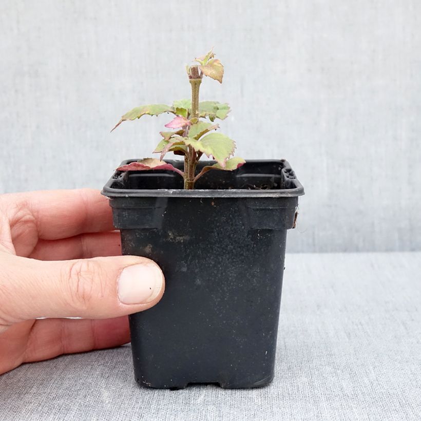Patchouli - Pogostemon cablin Godet de 8 cm sample as delivered in spring