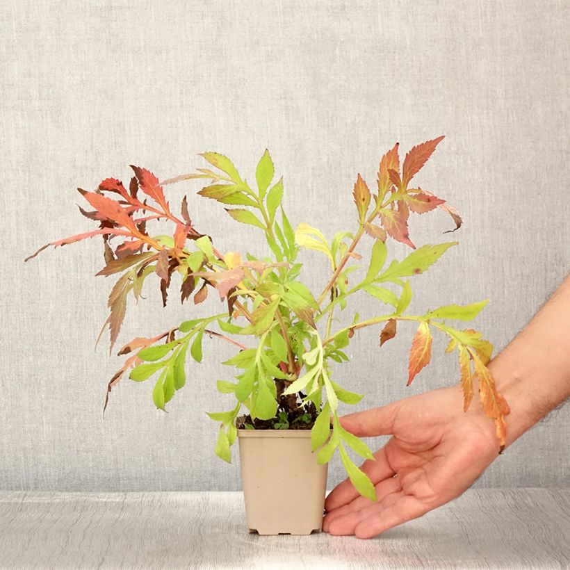 Patrinia monandra 8/9 cm pot sample as delivered in summer