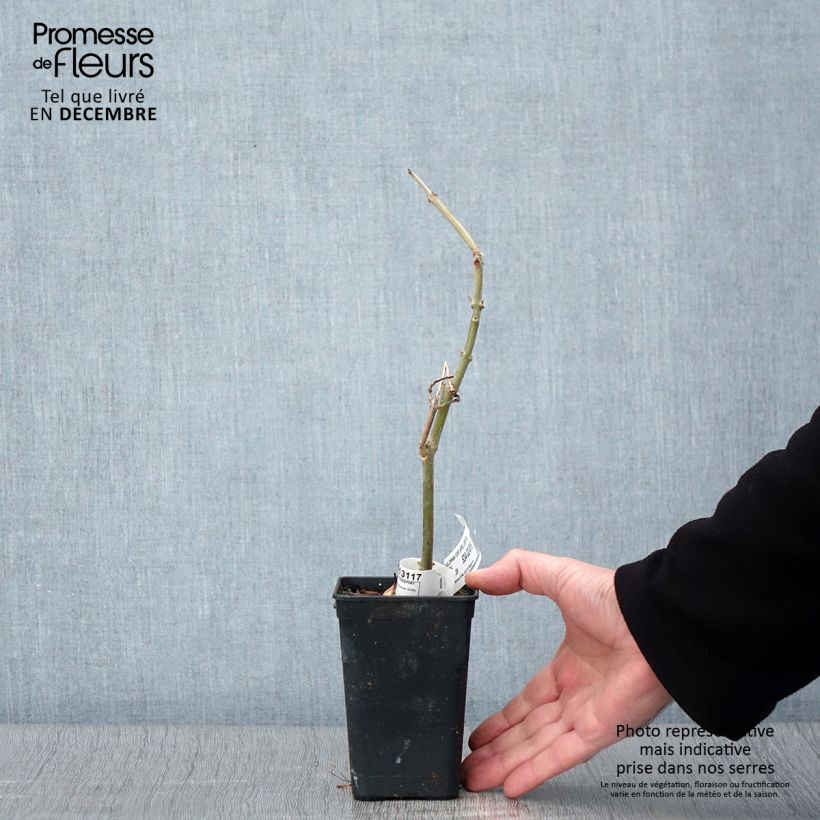 Paulownia fortunei April Light - Foxglove Tree 1L/1.5L pot sample as delivered in autumn