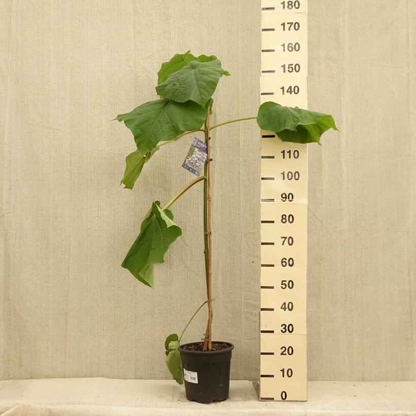 Paulownia fortunei Fast Blue Minfast - Foxglove Tree 7.5L/10L potShipped height around 120/150cm sample as delivered in summer