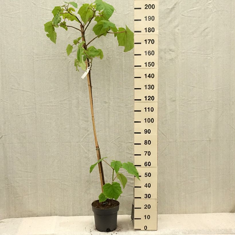 Paulownia tomentosa - Foxglove Tree 7.5L/10L pot sample as delivered in summer