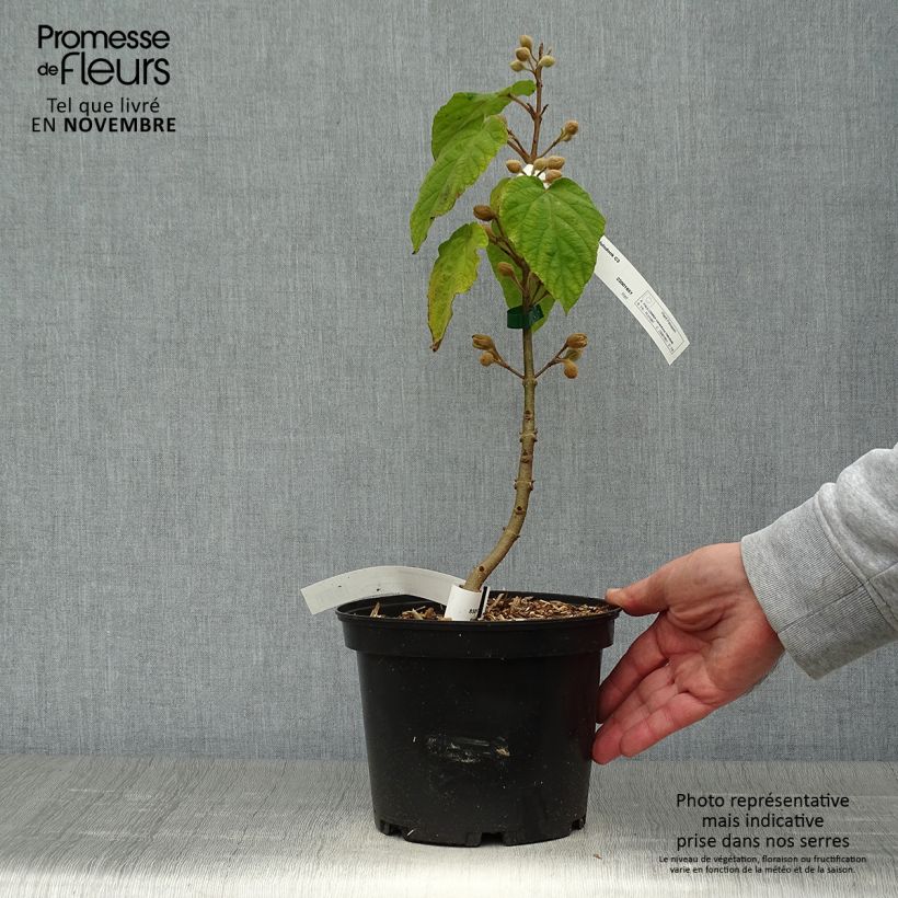 Paulownia tomentosa Hulsdonk - Foxglove Tree 3L/4L pot sample as delivered in autumn