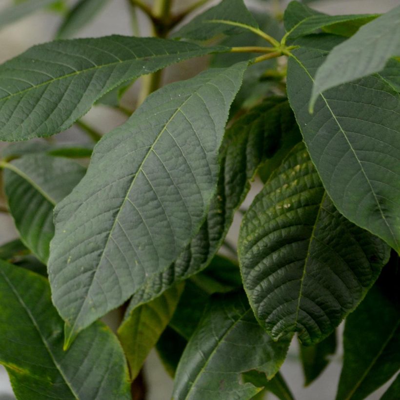 Aesculus parviflora (Foliage)