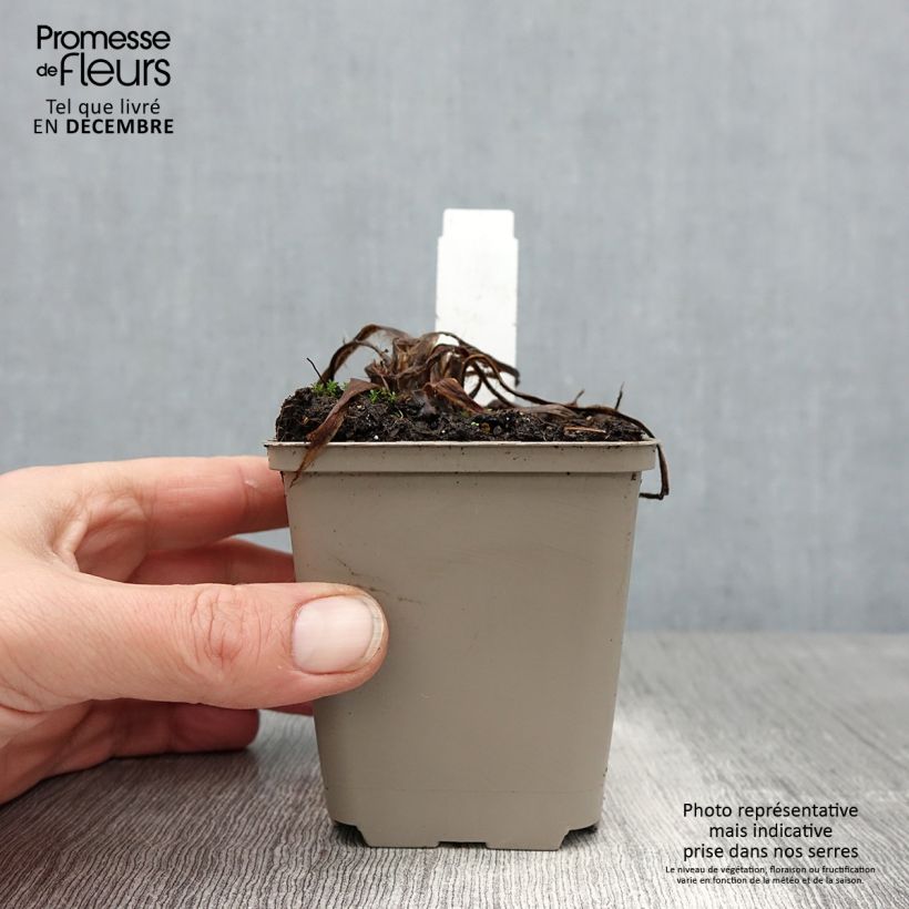 Meconopsis betonicifolia var. alba - Blue Poppy 8/9 cm pot sample as delivered in winter