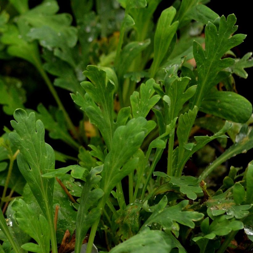 Papaver nudicaule Gartenzwerg Group (Foliage)