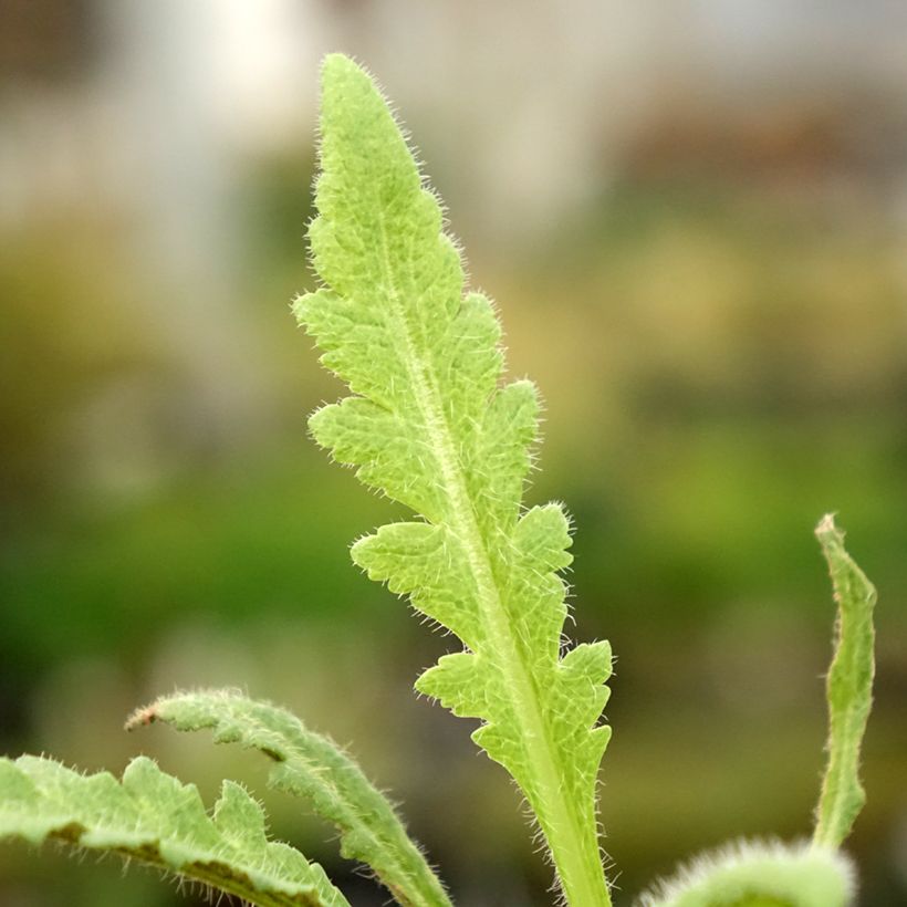 Papaver orientale Marlene - Oriental Poppy (Foliage)