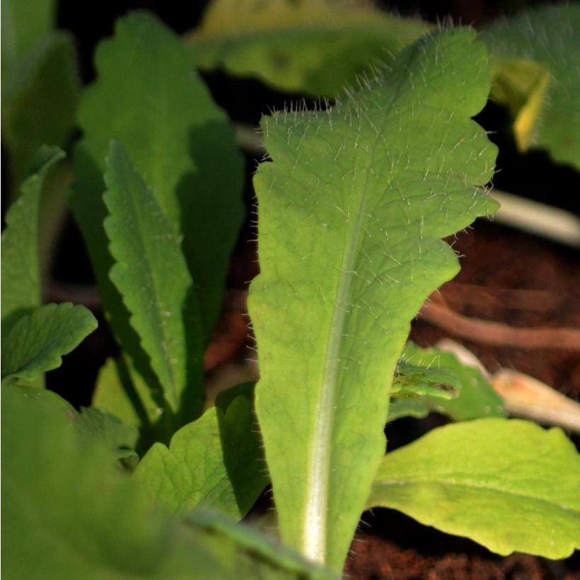 Papaver orientale Beauty of Livermere - Oriental Poppy (Foliage)