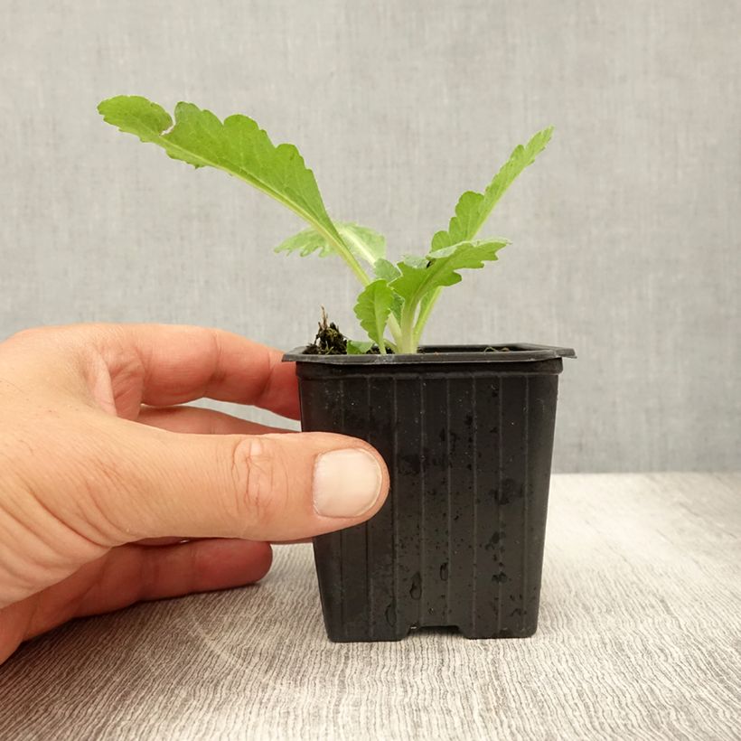 Papaver orientale Pattys Plum - Oriental Poppy 8/9 cm pot sample as delivered in summer