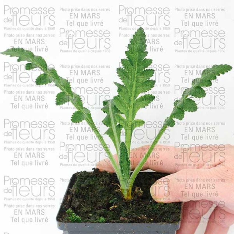 Example of Papaver orientale Queen Alexandra - Oriental Poppy 8/9 cm pot specimen as delivered