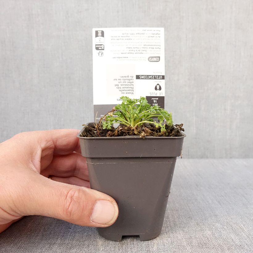 Papaver alpinum - Alpine poppy 8/9 cm pot sample as delivered in winter
