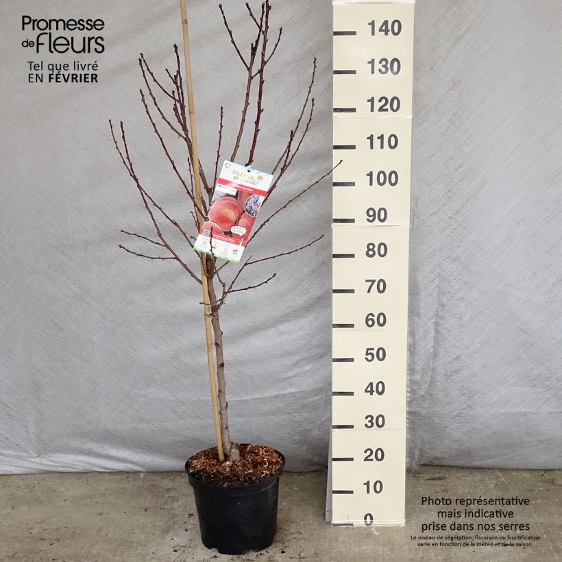 Prunus persica Amsden - Peach Tree sample as delivered in winter