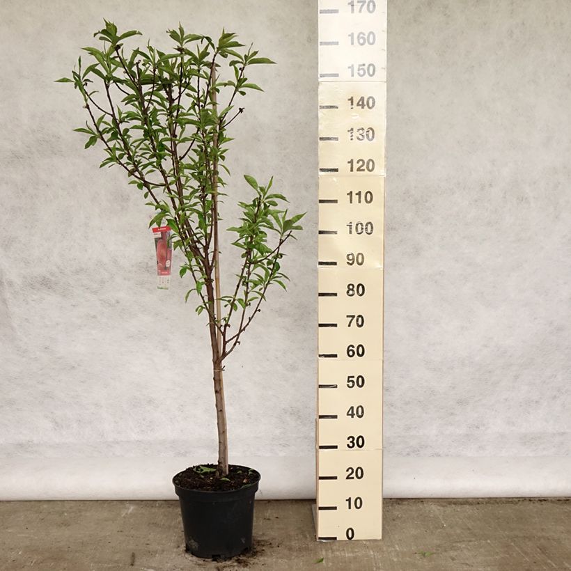 Prunus persica Amsden - Peach Tree 7.5L/10L pot, GobletShipped height around 140/160cm sample as delivered in spring
