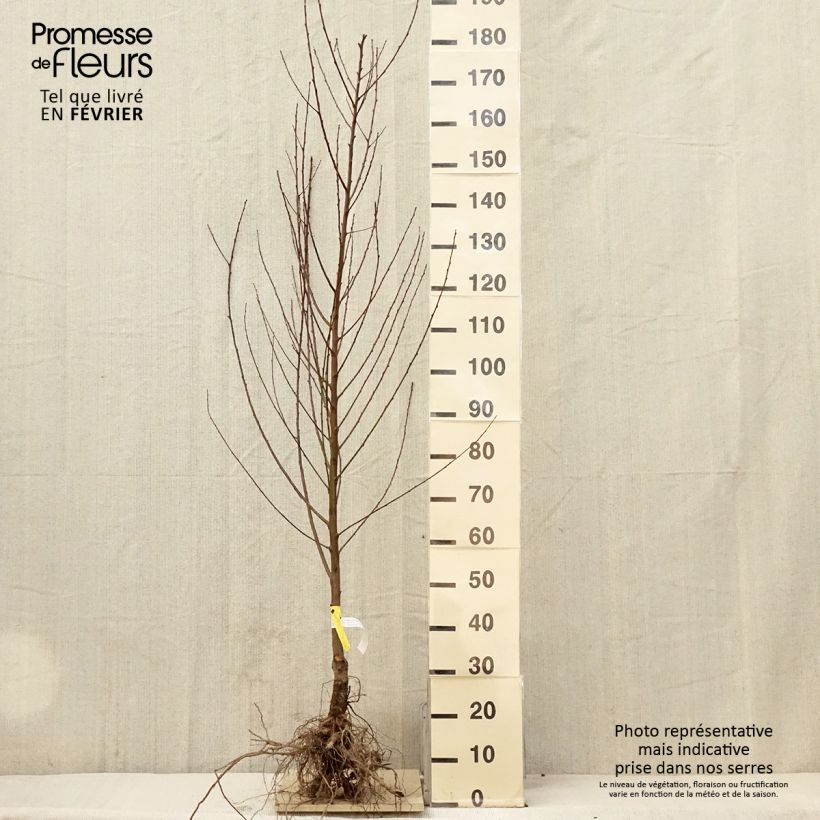 Prunus persica Amsden - Peach Tree Bare root, GobletShipped height around 140/160cm sample as delivered in winter