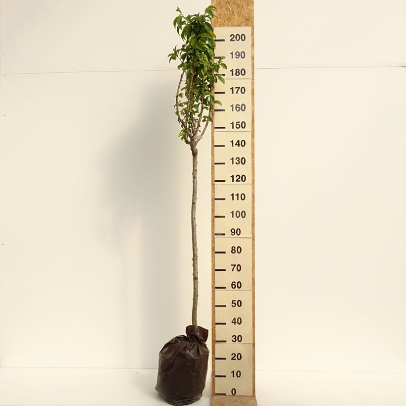 Prunus persica Andromeda - Peach Tree Ready-to-plant root ball, Half standard sample as delivered in summer
