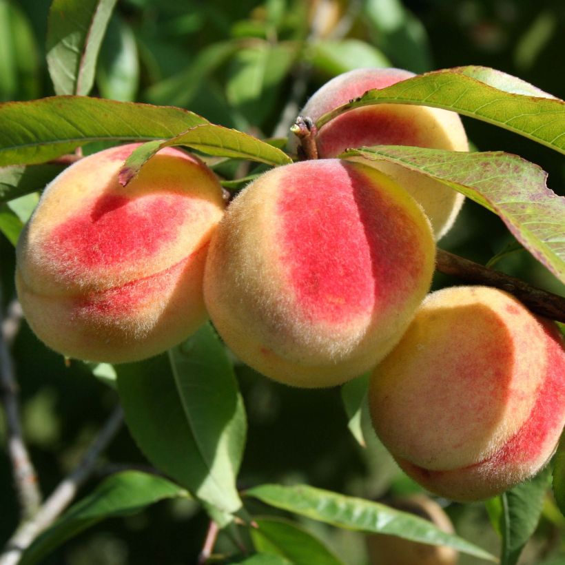 Prunus persica Benedicte - Peach Tree (Harvest)
