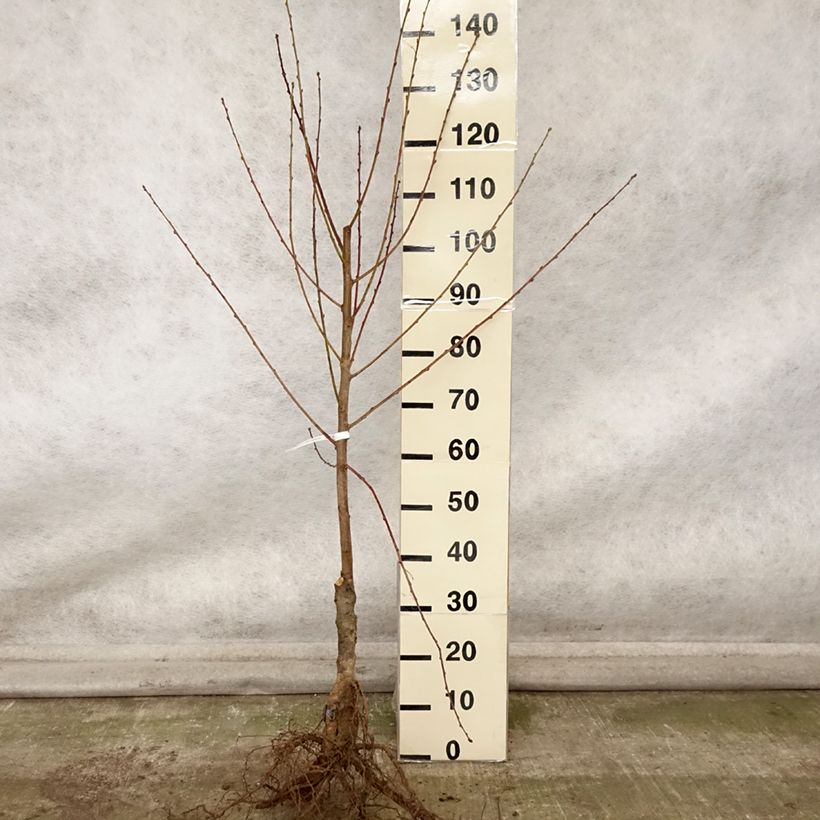Prunus persica White Vine Peach - Vineyard Peach Tree Bare root, Goblet sample as delivered in autumn