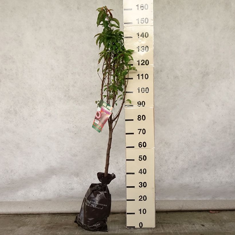 Prunus persica Blood Peach - Vineyard Peach Ready-to-plant root ball, Goblet sample as delivered in summer