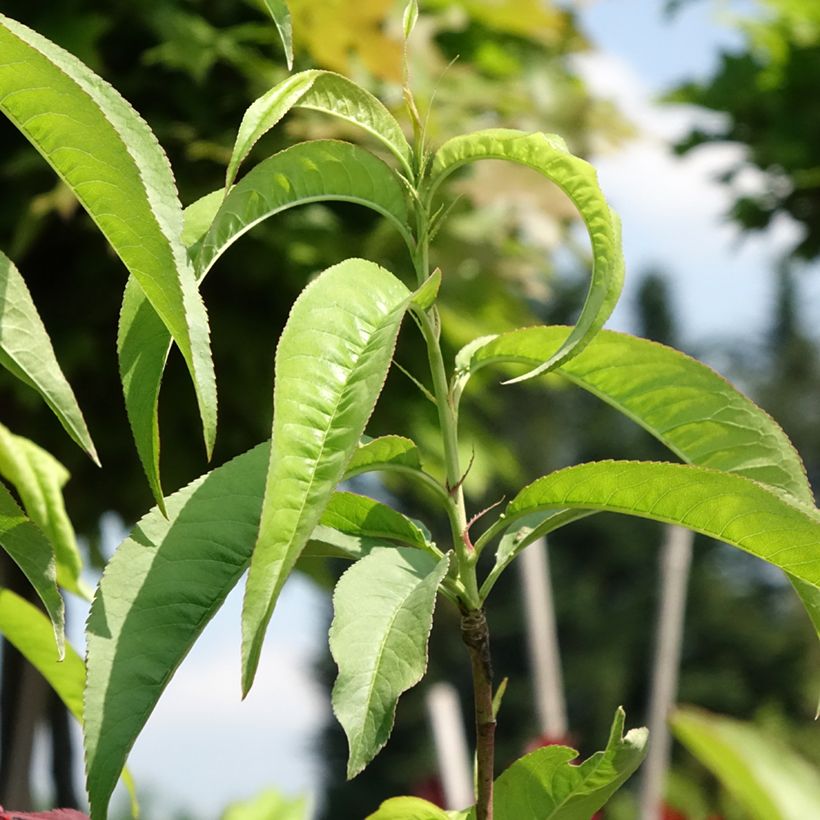 Prunus persica Dwarf Peach Dixired - Dwarf Peach Tree (Foliage)
