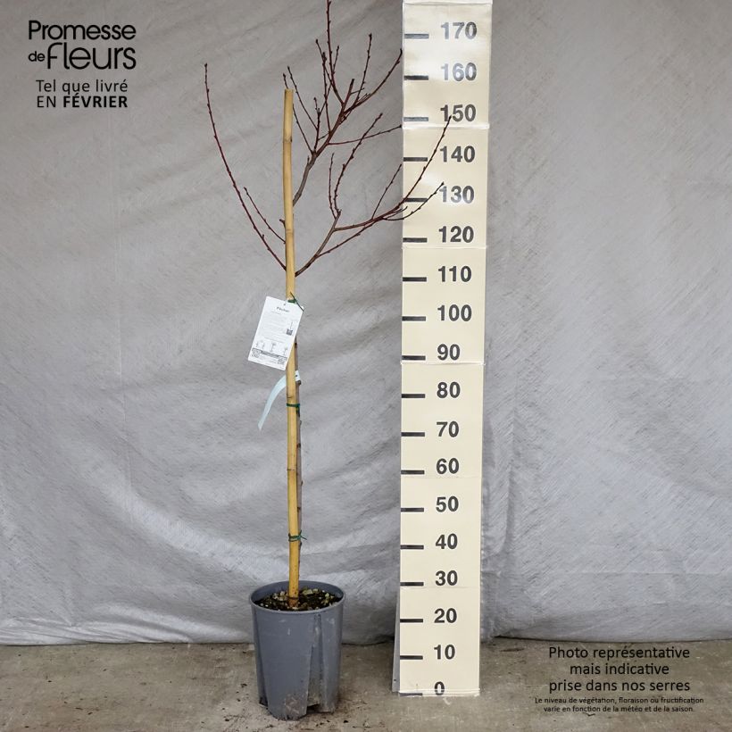 Prunus persica J.H. Hale - Peach Tree sample as delivered in winter