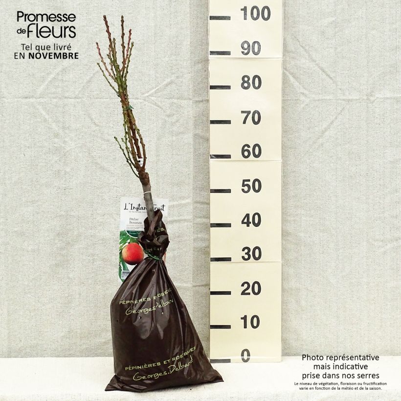 Prunus persica Bonanza - Dwarf Peach Tree Ready-to-plant root ball, Quarter standard sample as delivered in autumn