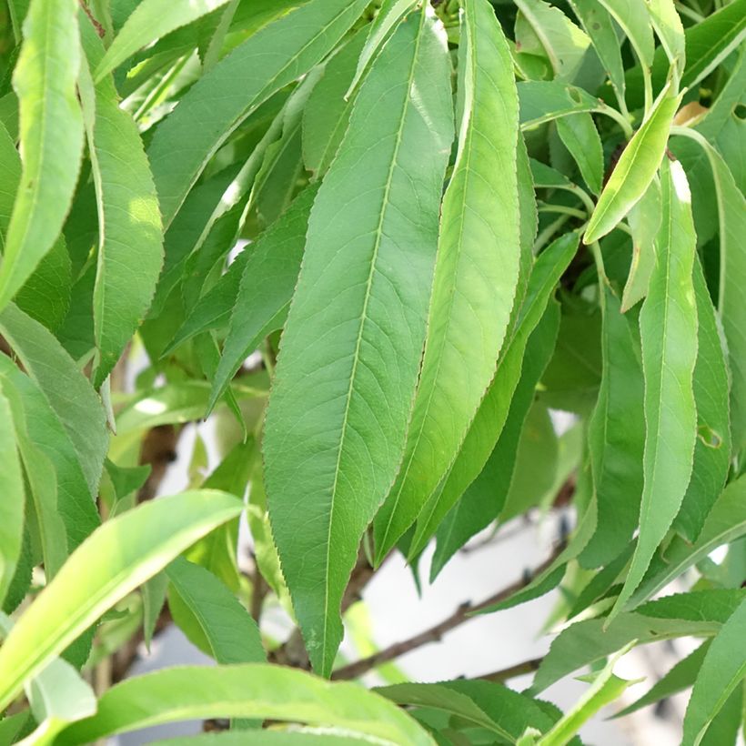 Prunus persica Diamond Zaipevi - Dwarf Peach (Foliage)