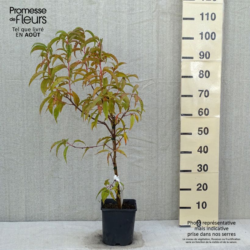 Prunus persica Fruit Me Peach Me Red - Dwarf Nectarine Peach Tree 4L/5L pot, Dwarf sample as delivered in summer