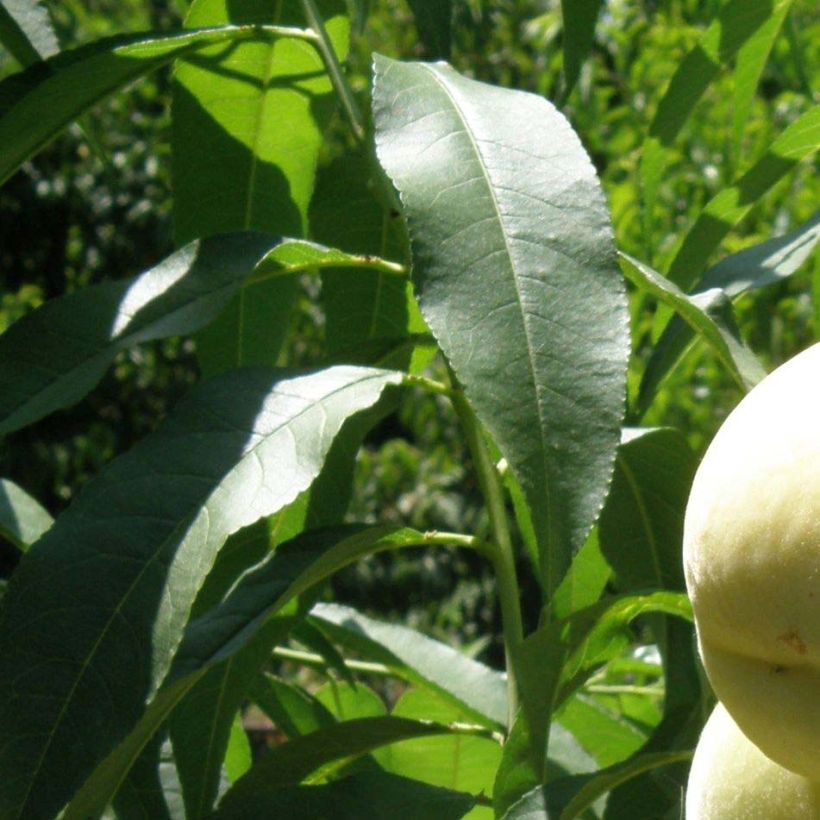 Prunus persica Ice Peach - Dwarf Peach Tree (Foliage)