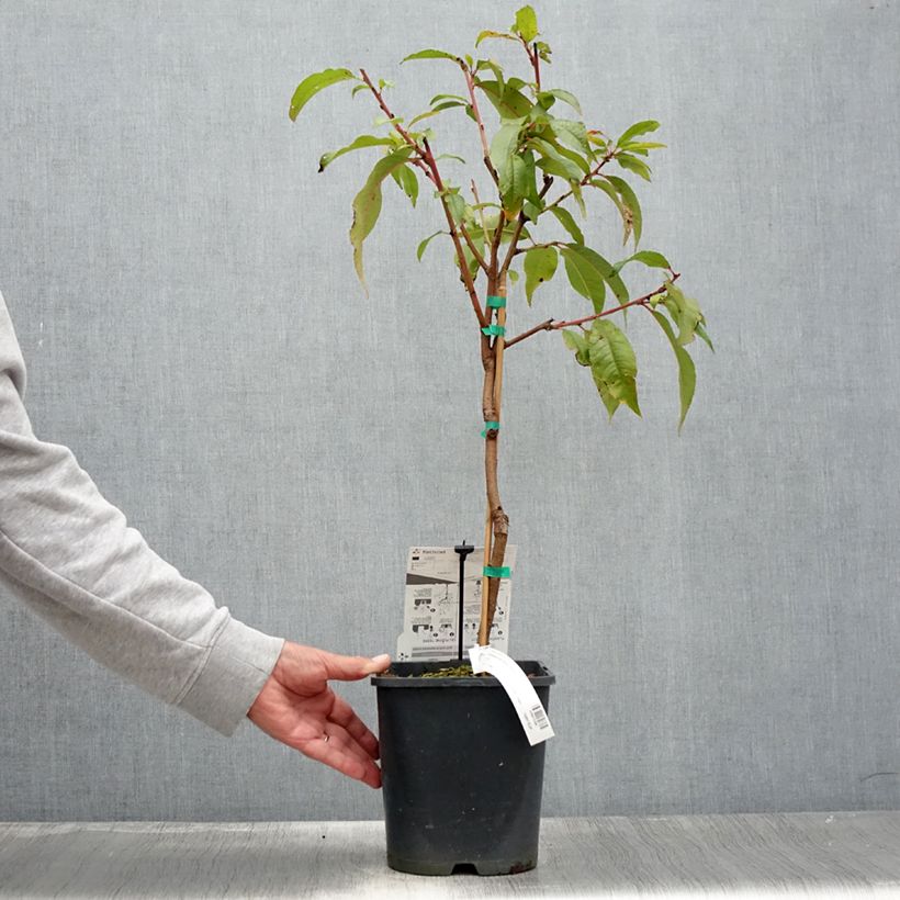 Prunus persica Fruit Me Necta Me - Dwarf Nectarine Peach Tree 4L/5L pot, Dwarf sample as delivered in summer