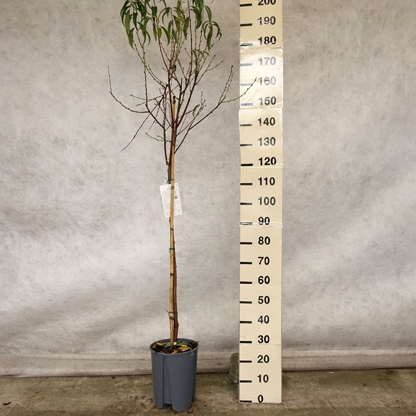 Prunus persica Platicarpa bianca - Flat Peach tree 7.5L/10L pot, Half standard sample as delivered in autumn