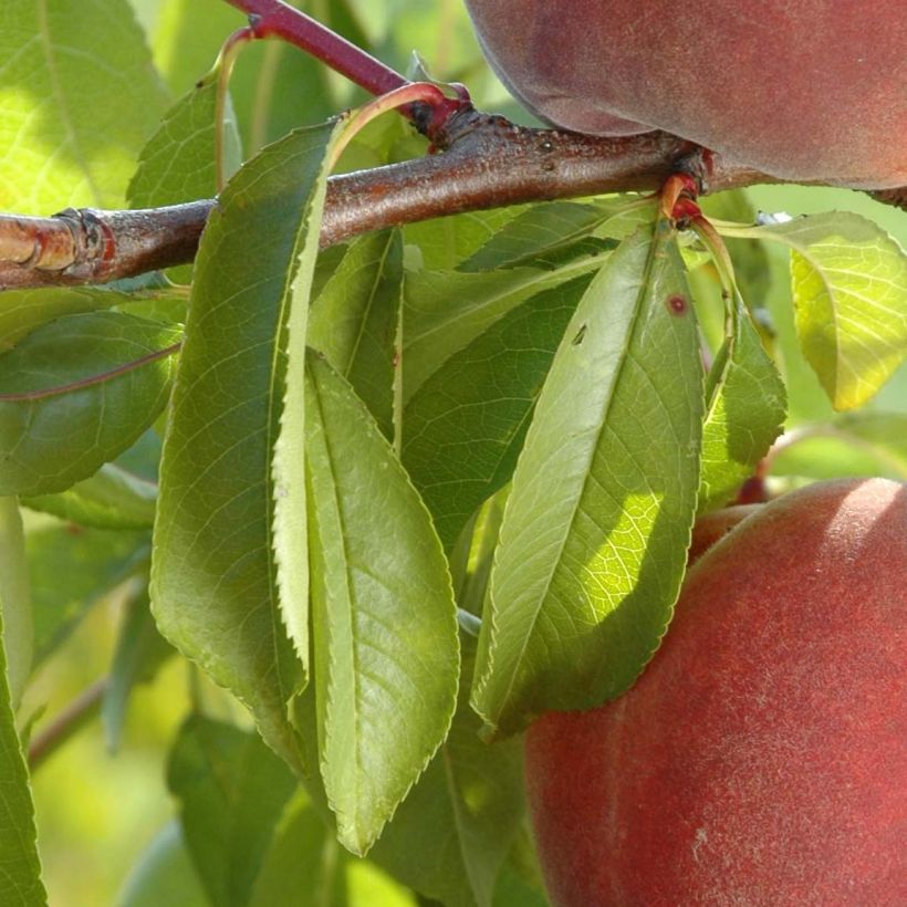 Prunus persica Weeping Lacrima - Peach Tree (Foliage)