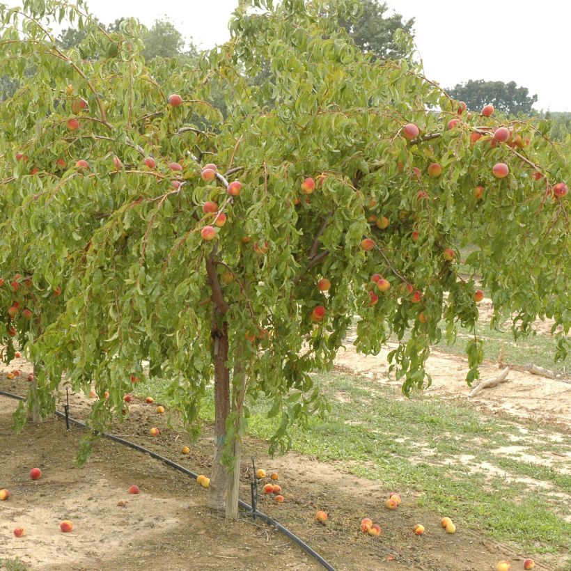 Prunus persica Weeping Lacrima - Peach Tree (Plant habit)