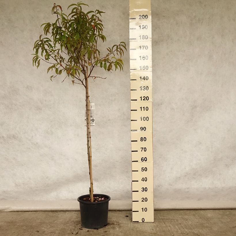 Prunus persica Redhaven - Peach Tree 7.5L/10L pot, Half standard sample as delivered in summer