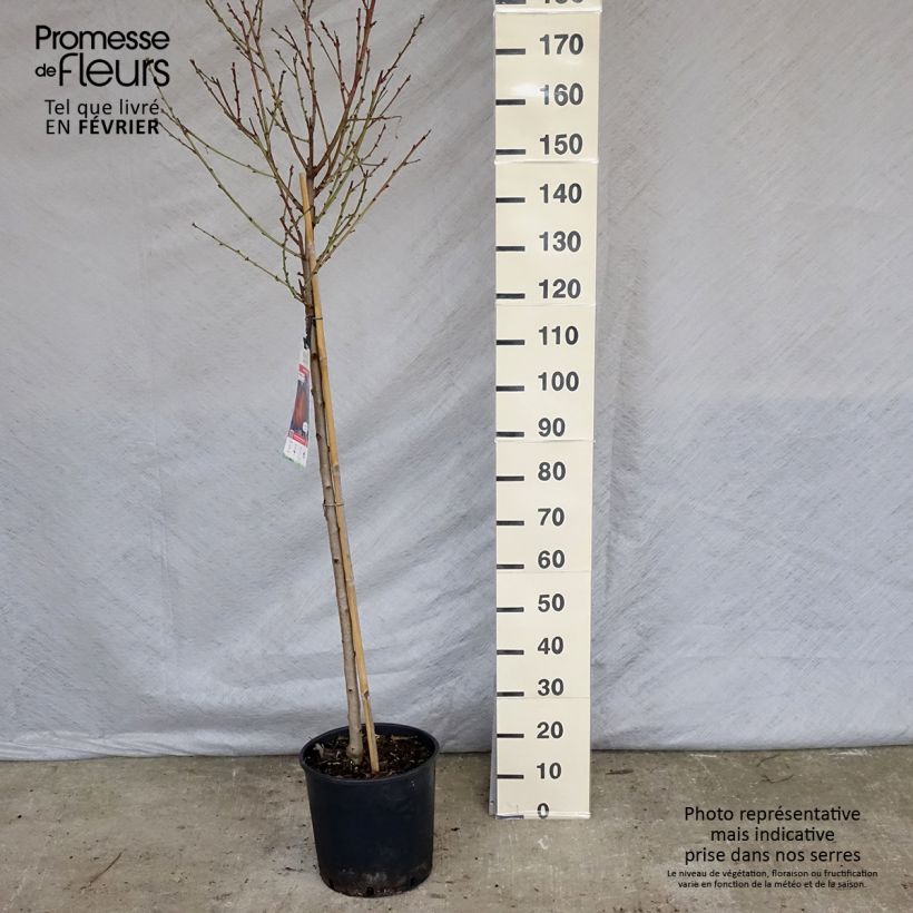 Prunus persica Redhaven - Peach Tree sample as delivered in winter