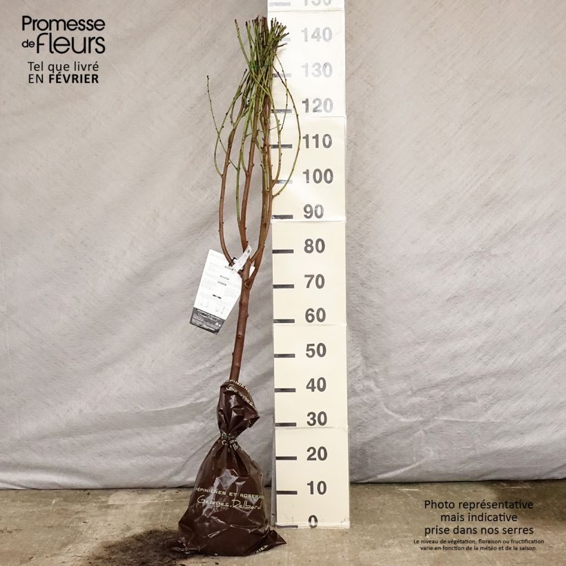 Prunus persica Saturn - Flat Peach Tree Ready-to-plant root ball, Goblet sample as delivered in winter