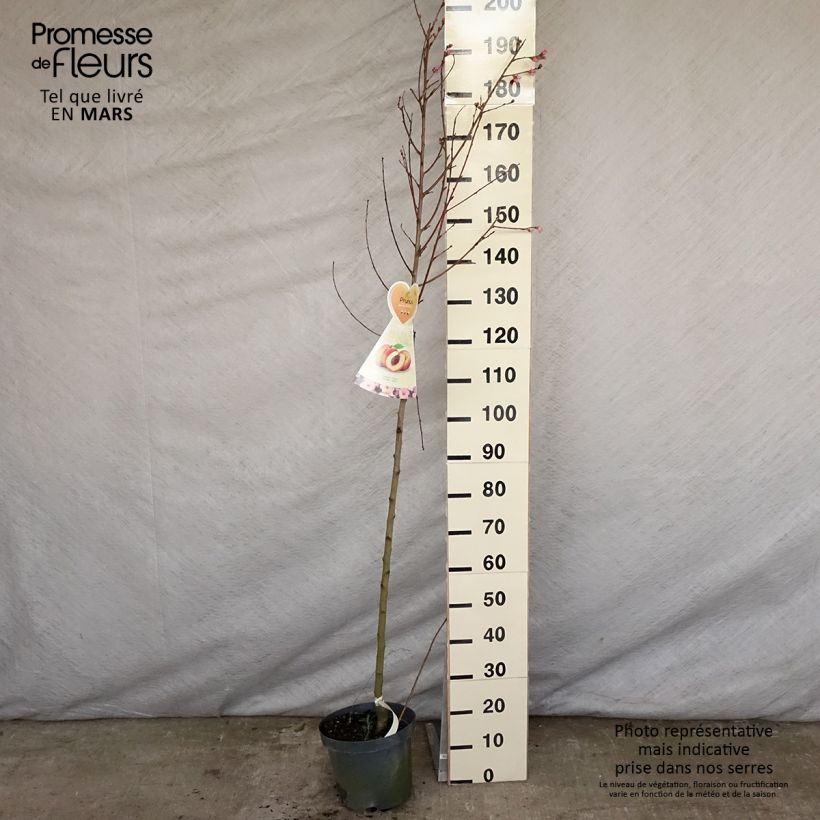Prunus persica Suncrest - Peach Tree sample as delivered in spring