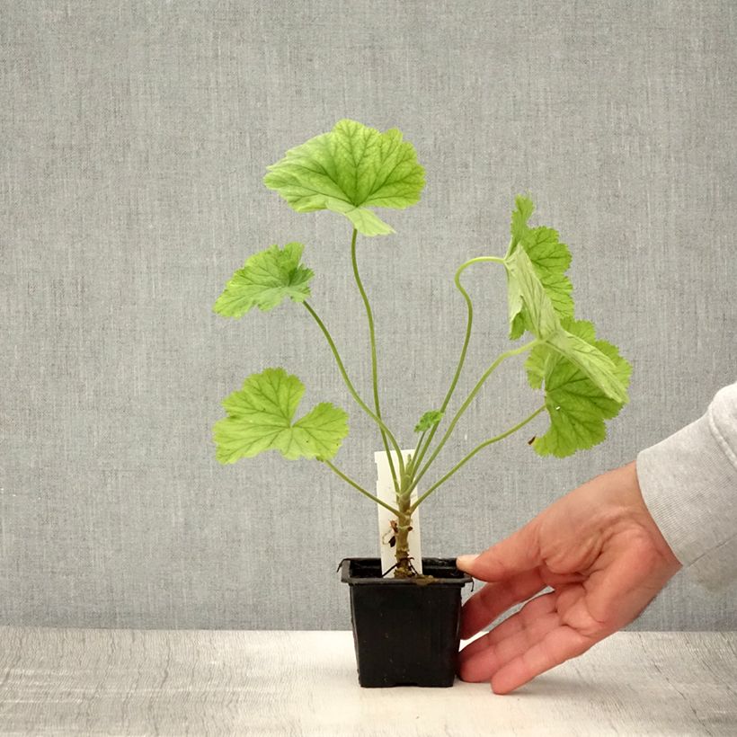 Pelargonium album  8/9 cm pot sample as delivered in summer