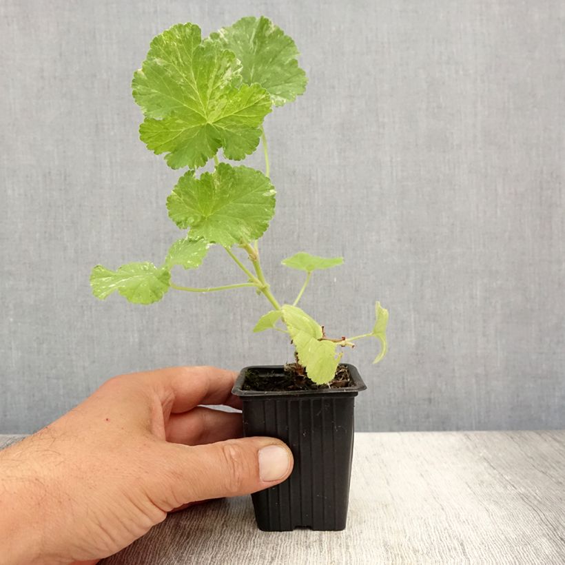 Pelargonium Atomic Snowflake 7/8 cm pot sample as delivered in summer