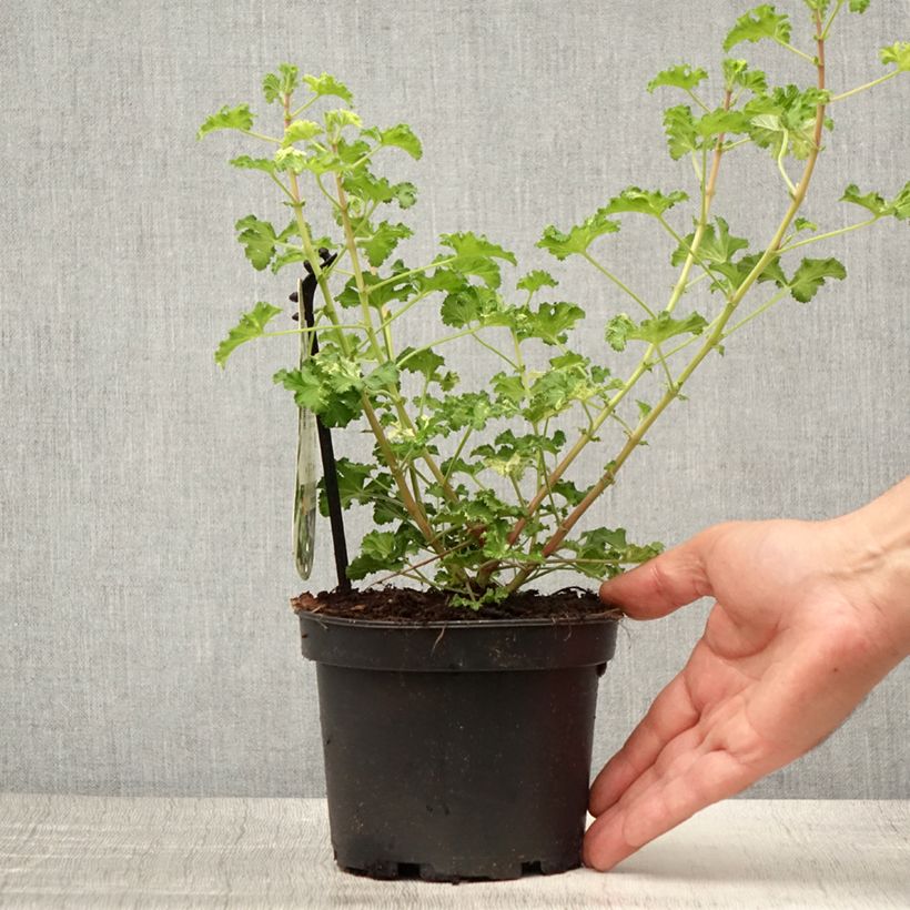 Pelargonium crispum 'Peach Cream' 1.5L/2L pot sample as delivered in summer