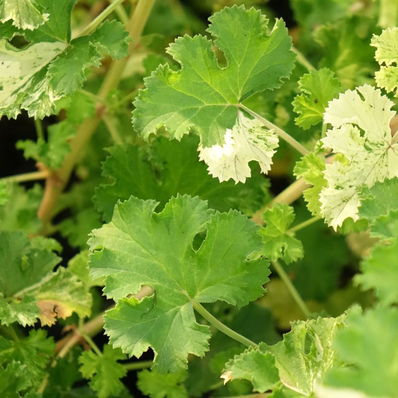 Pelargonium crispum 'Peach Cream' (Foliage)