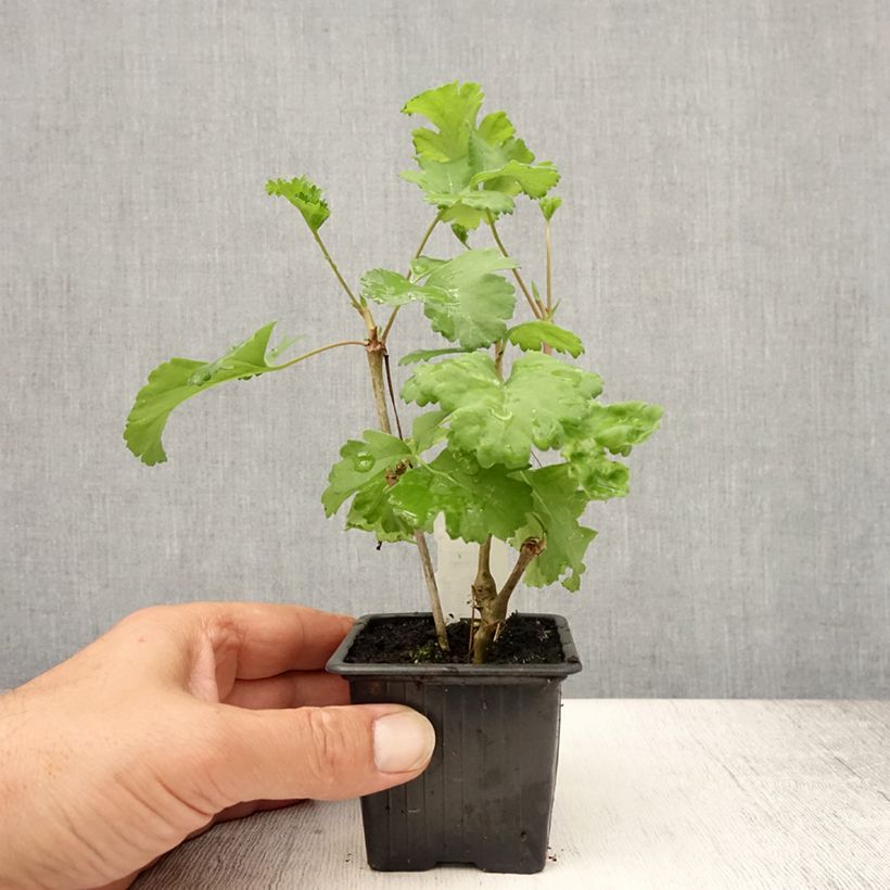 Pelargonium gibbosum 7/8 cm pot sample as delivered in summer