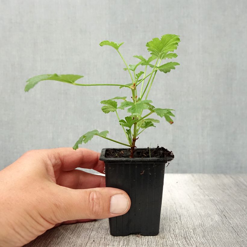 Pelargonium Paton's Unique 7/8 cm pot sample as delivered in summer