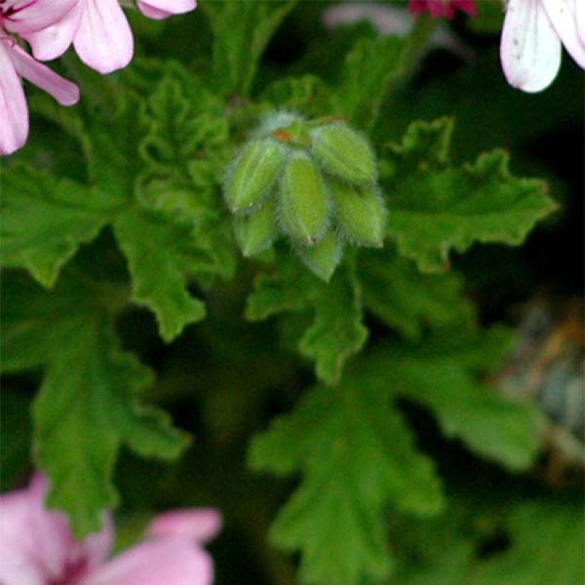 Pelargonium graveolens (Foliage)